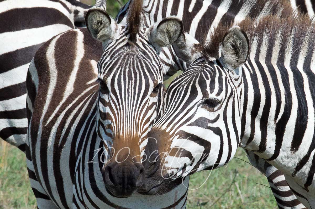 Kenya safari 08.jpg